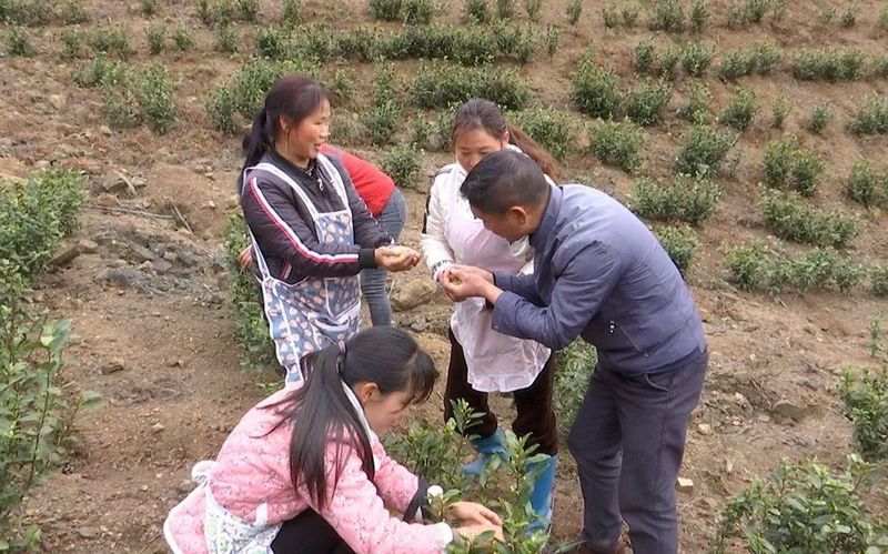 关于兴仁市新龙场：筑巢引凤兴产业 千亩茶园助振兴的新闻(5)