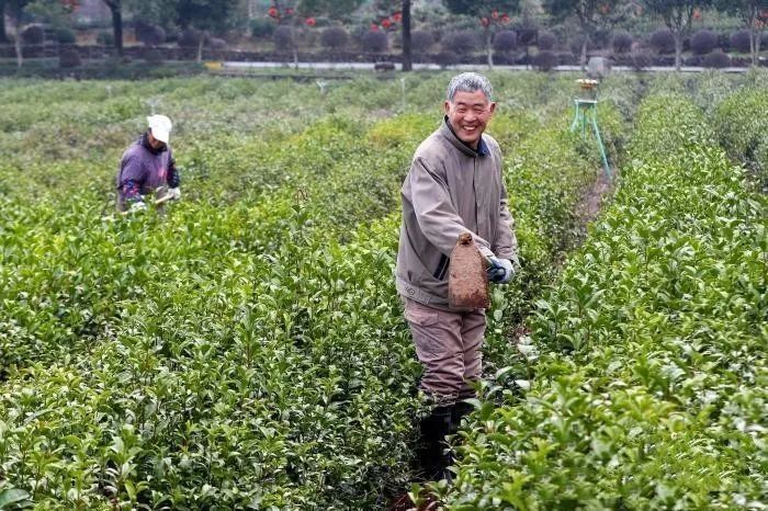 关于安徽黄山:茶园春管忙的资讯(2)