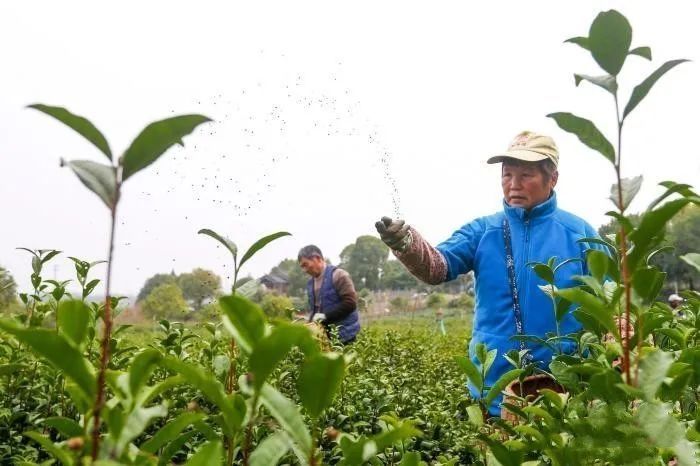 关于安徽黄山:茶园春管忙的资讯