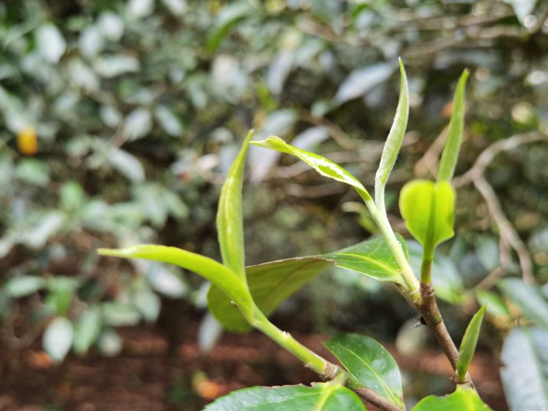 关于南糯山春茶特点，2023年南糯山古树茶价格的最新消息(2)
