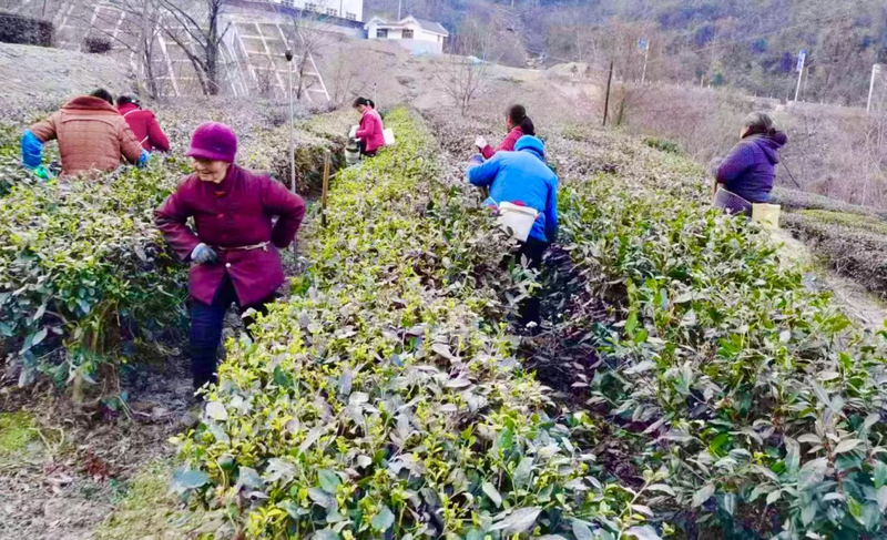 关于镇巴县:春茶管护忙 静待溢清香的最新消息(2)