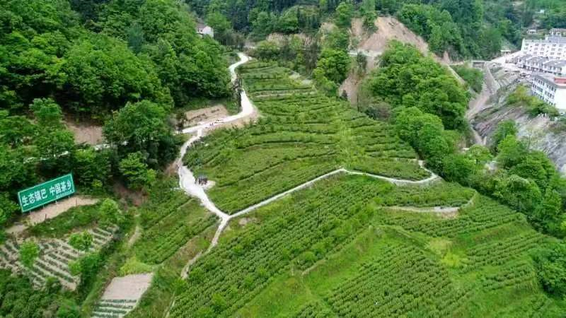 关于镇巴县:春茶管护忙 静待溢清香的最新消息(1)