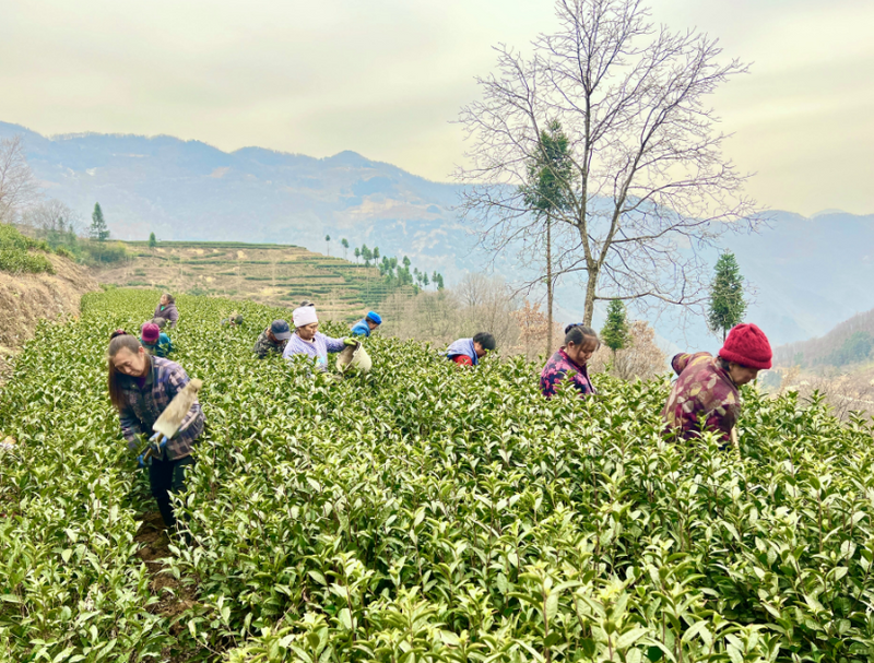 关于镇巴县:春茶管护忙 静待溢清香的最新消息