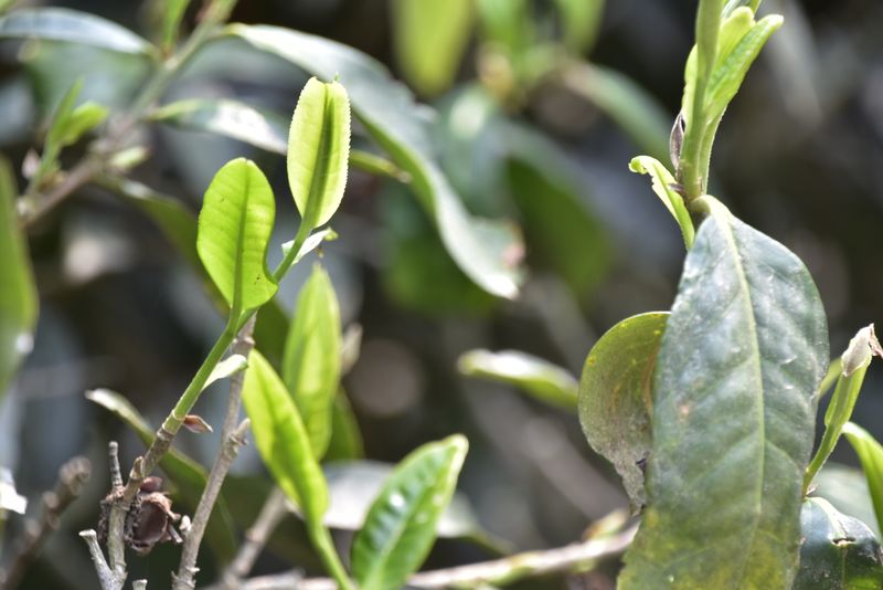 有关于倚邦曼拱2023年古树春茶多少钱的消息