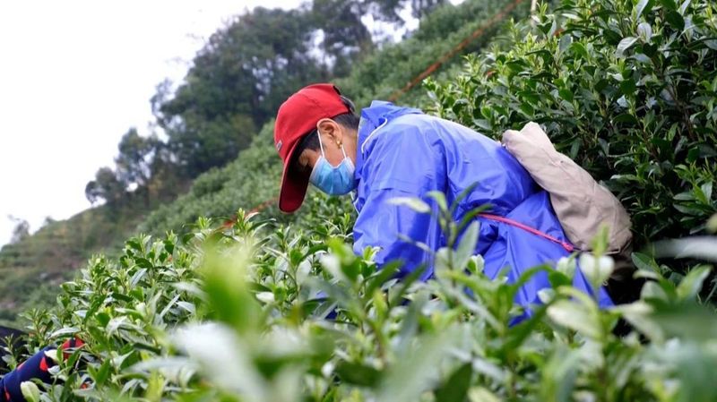 有关于计划要从安徽、河南、山东等地招募采茶工24万人的相关信息(2)