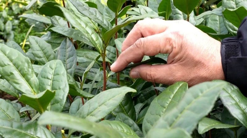 有关于计划要从安徽、河南、山东等地招募采茶工24万人的相关信息(1)