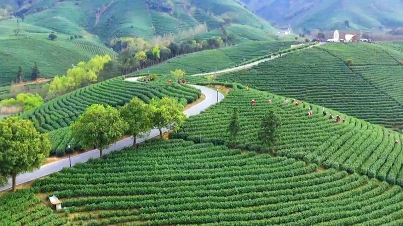 有关于计划要从安徽、河南、山东等地招募采茶工24万人的相关信息(3)