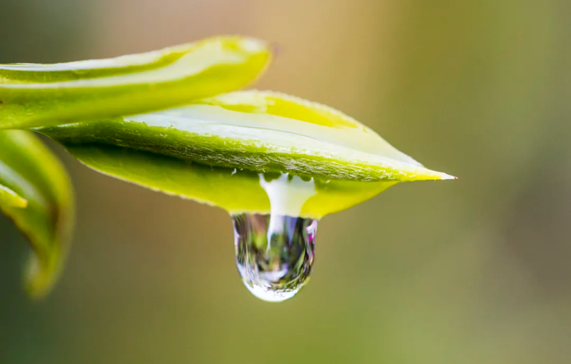 关于鸟群穿梭，黄牛吃草，利川一茶园获全球最高有机品牌认证的新闻(7)