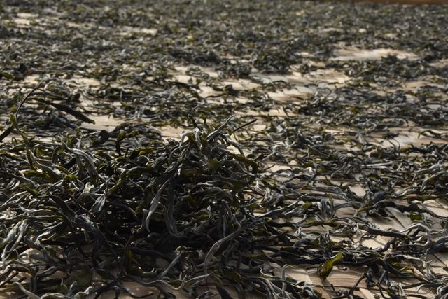 有关于冰岛老寨古树春茶价格2023的相关信息(3)