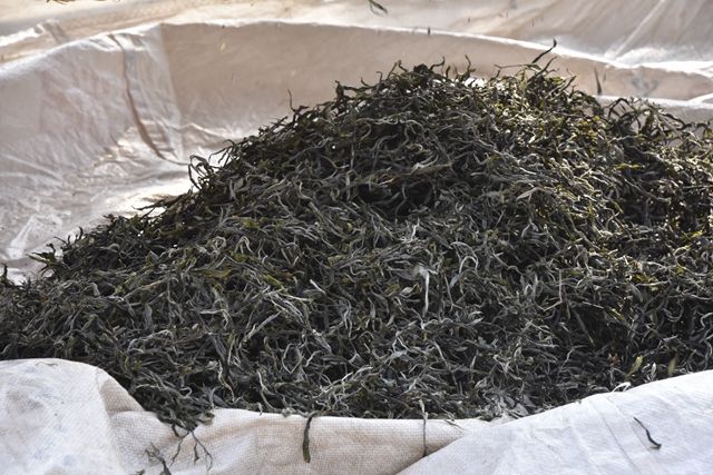 有关于冰岛老寨古树春茶价格2023的相关信息(4)