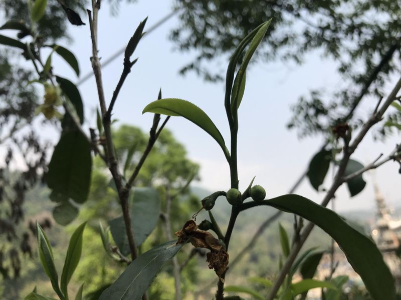 关于景迈山春茶2023年古树茶价格的内容