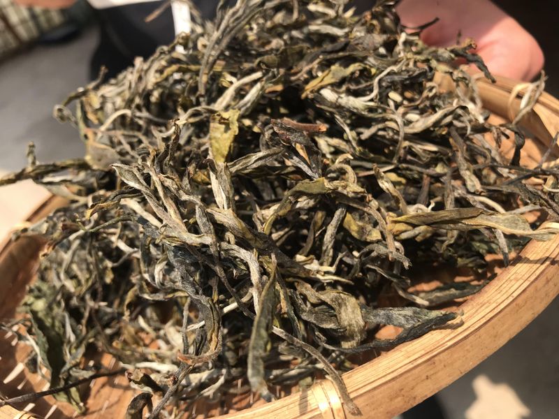 关于景迈山春茶2023年古树茶价格的内容(2)