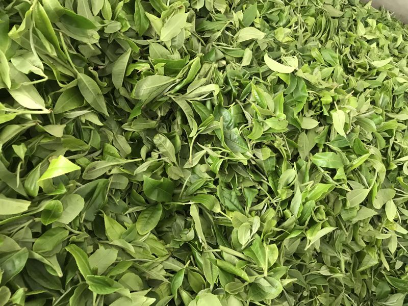关于景迈山春茶2023年古树茶价格的内容(1)