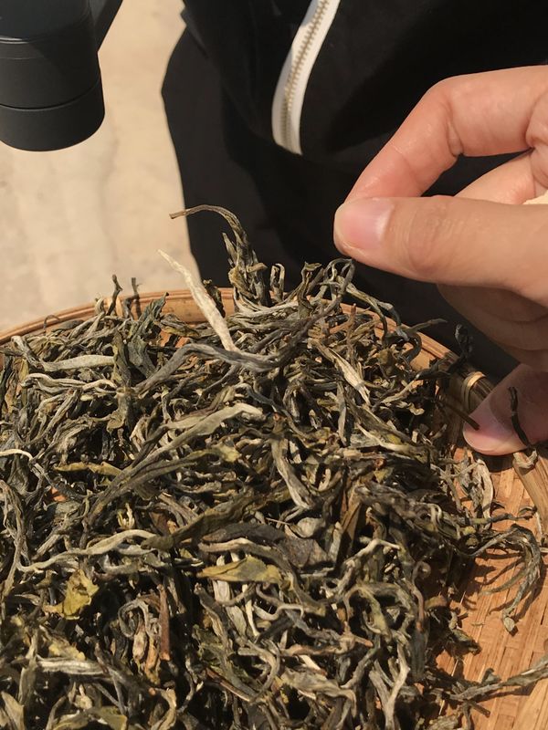 关于景迈山春茶2023年古树茶价格的内容(3)