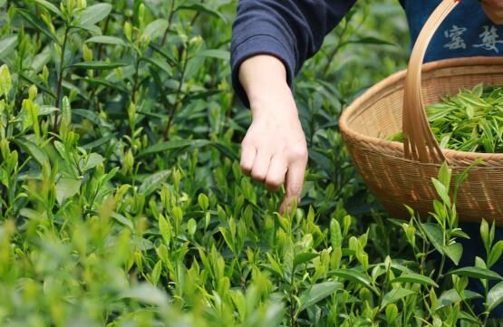 有关于南方多地陆续开采春茶的信息