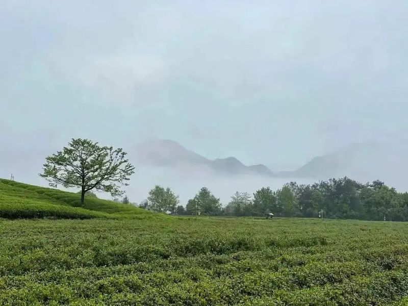 有关于一杯好茶,万事新昌——“新昌大佛龙井”高铁专列冠名首发仪式在上海虹桥站举行的资讯(8)