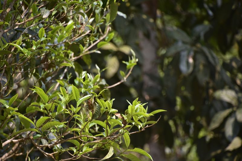 有关于革登春茶口感特点，2023年革登古树春茶价格多少钱的最新消息(1)