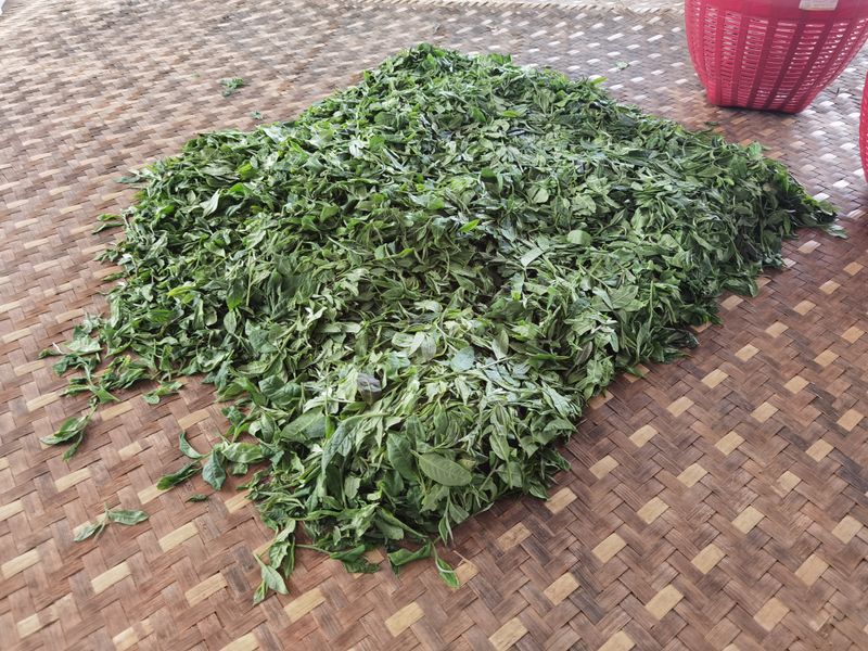 有关于革登春茶口感特点,2023年革登古树春茶价格多少钱的最新消息(2)