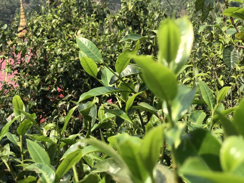 有关于革登春茶口感特点，2023年革登古树春茶价格多少钱的最新消息