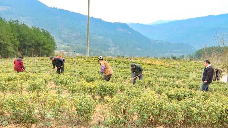 有关于旺苍县:春茶管护格外忙 静待茶园溢新香的相关内容