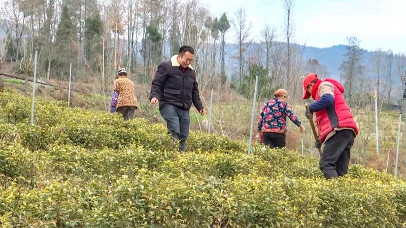 有关于旺苍县:春茶管护格外忙 静待茶园溢新香的相关内容(1)