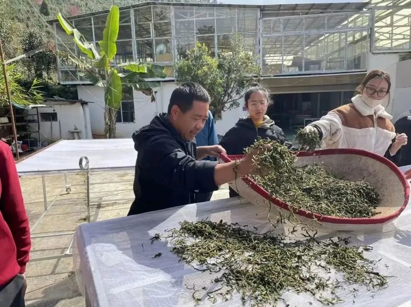 有关于绿春县开展首期评茶员培训班的相关内容(1)