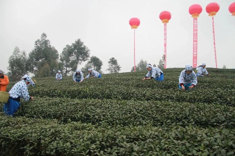 关于2023年乐山市“峨眉山茶”开采节暨手工制茶技能大赛在犍为举行的相关信息(4)