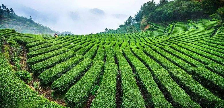 关于黄山市杜绝在茶园乱埋乱葬的倡议的资讯