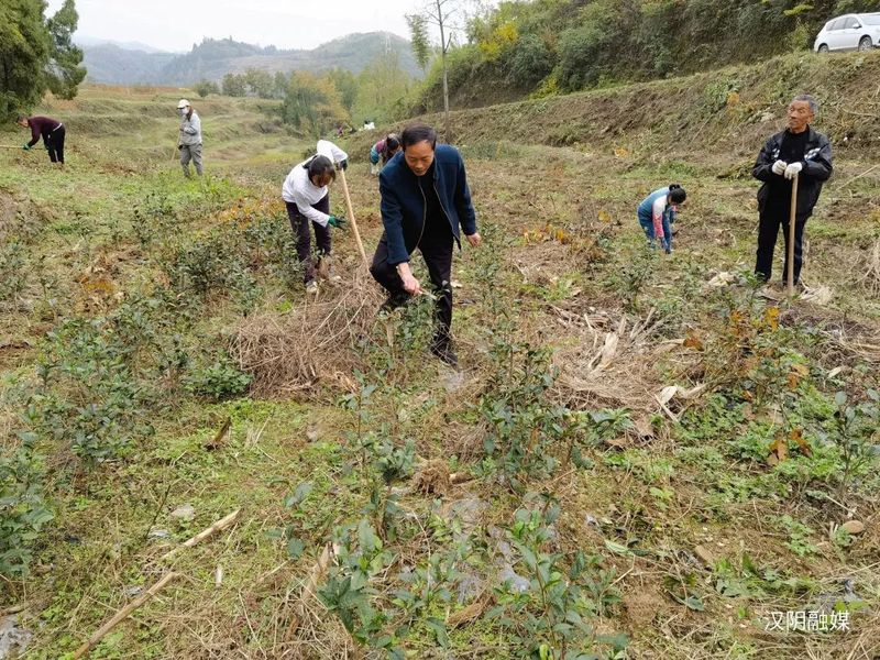 有关于汉阴县漩涡镇：春耕茶园管护忙 只待茶园溢新香的相关信息