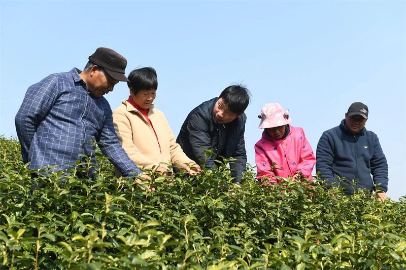 关于春耕茶园管护忙 静待茶园溢新香的相关信息(1)