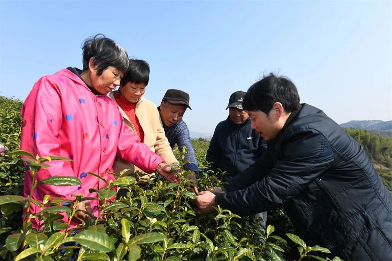 关于春耕茶园管护忙 静待茶园溢新香的相关信息