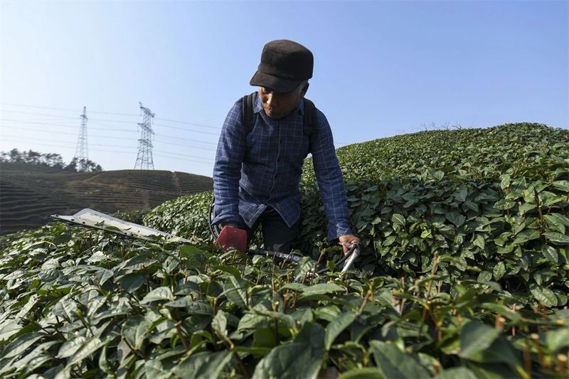关于春耕茶园管护忙 静待茶园溢新香的相关信息(2)