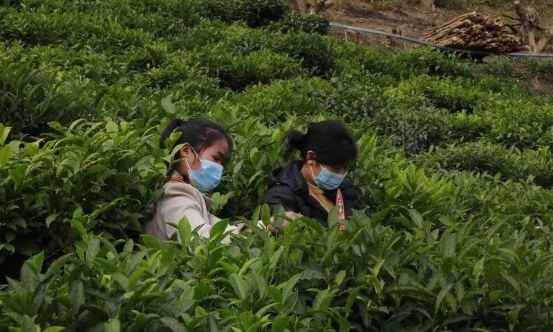 有关于凌云：发展茶产业 助力乡村振兴的新闻(4)