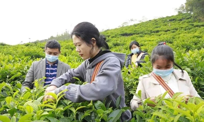 有关于凌云：发展茶产业 助力乡村振兴的新闻(3)