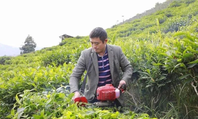 有关于凌云：发展茶产业 助力乡村振兴的新闻(2)