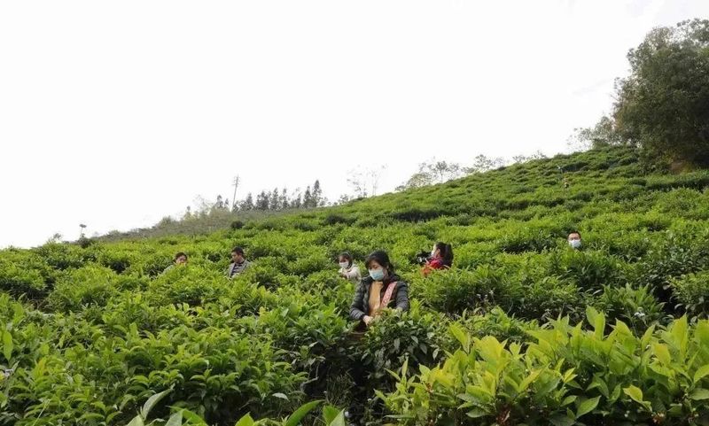 有关于凌云：发展茶产业 助力乡村振兴的新闻(5)