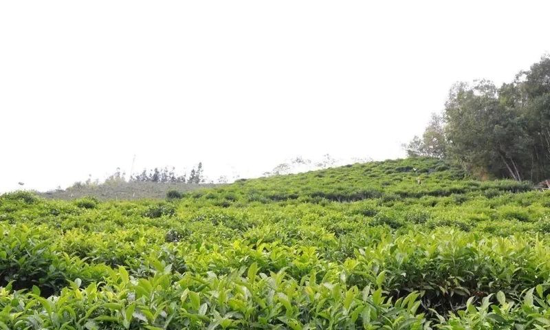 有关于凌云：发展茶产业 助力乡村振兴的新闻(1)