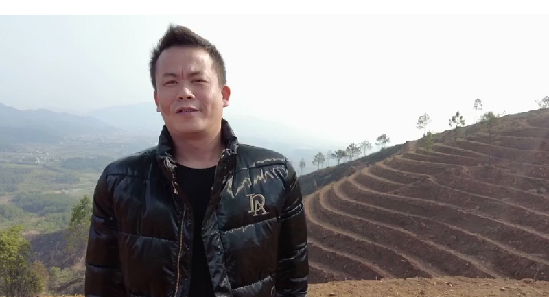 关于石桥镇：全力打造三大千亩茶园 为做大做强六堡茶产业贡献石桥力量的消息(2)