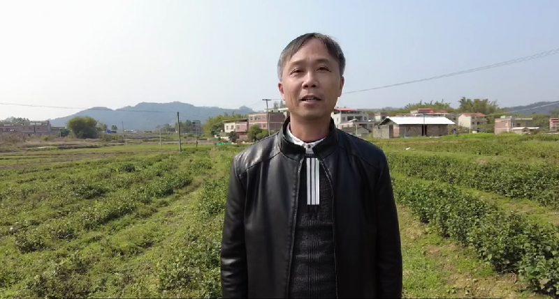 关于石桥镇：全力打造三大千亩茶园 为做大做强六堡茶产业贡献石桥力量的消息(5)