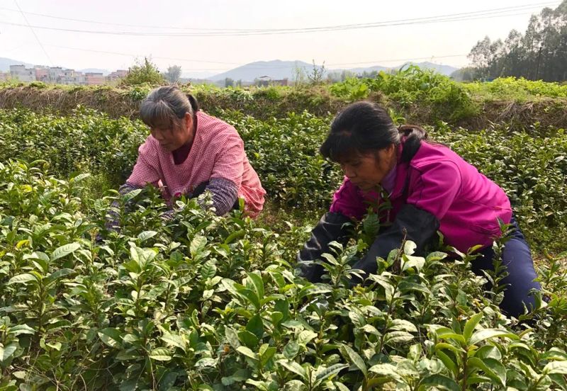 关于石桥镇：全力打造三大千亩茶园 为做大做强六堡茶产业贡献石桥力量的消息(4)