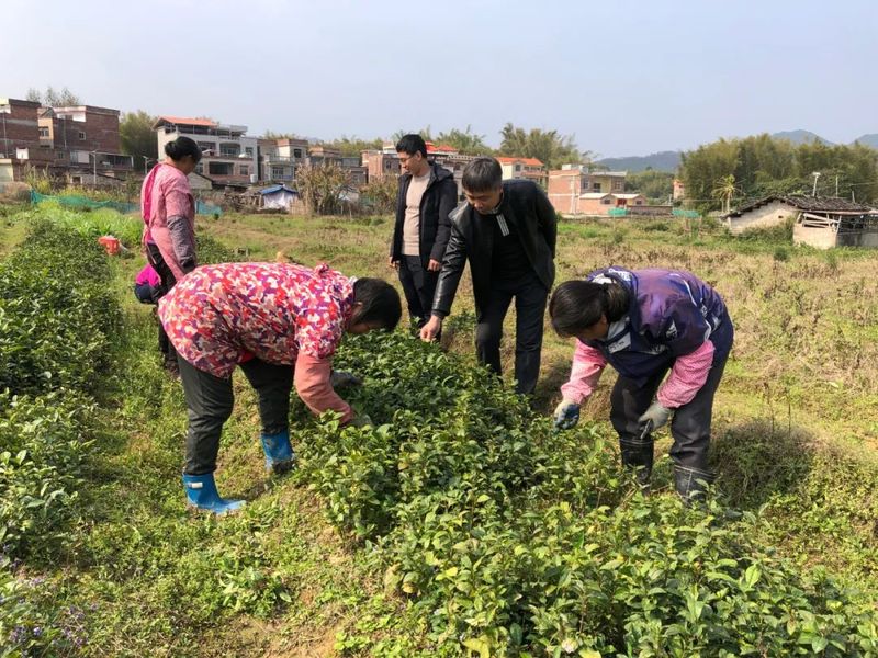 关于石桥镇：全力打造三大千亩茶园 为做大做强六堡茶产业贡献石桥力量的消息(3)
