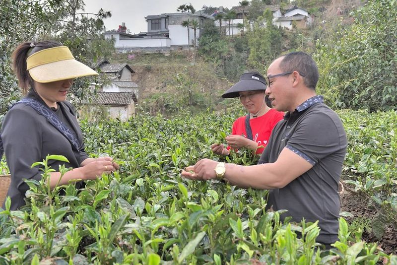 有关于昌宁温泉镇：“两新”组织提振茶产业发展动能的信息(1)