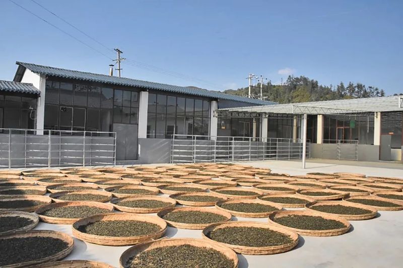 有关于昌宁温泉镇：“两新”组织提振茶产业发展动能的信息(2)
