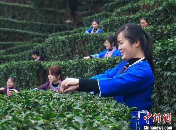 有关于广西侗乡万亩茶园“点绿成金” 片叶织就现代版“富春山居图”的最新消息