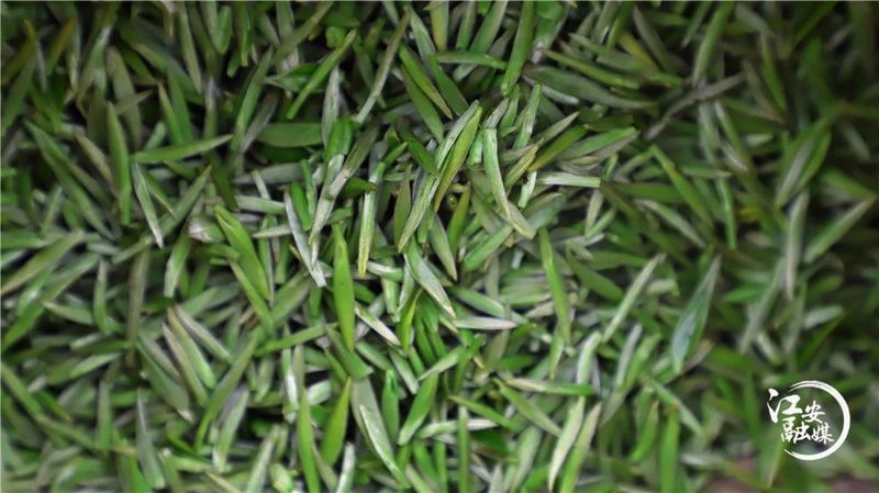 关于江安早茶俏 远销各地供不应求的消息(5)