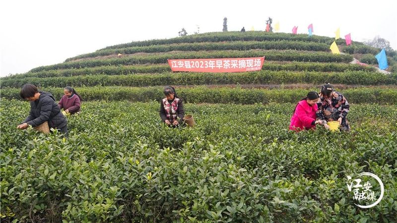 关于江安早茶俏 远销各地供不应求的消息(7)
