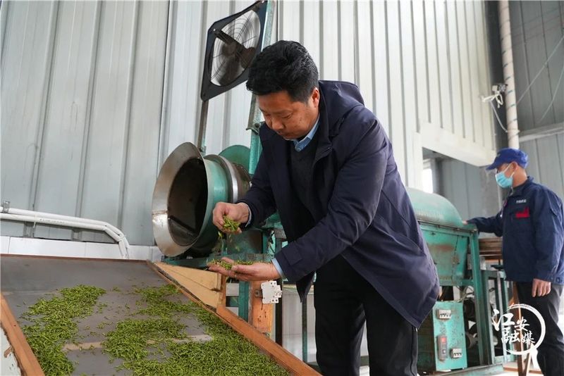 关于江安早茶俏 远销各地供不应求的消息(4)