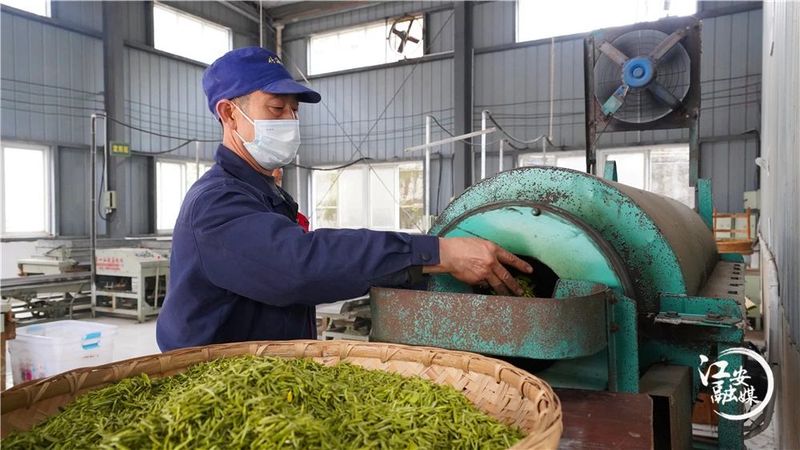 关于江安早茶俏 远销各地供不应求的消息(3)
