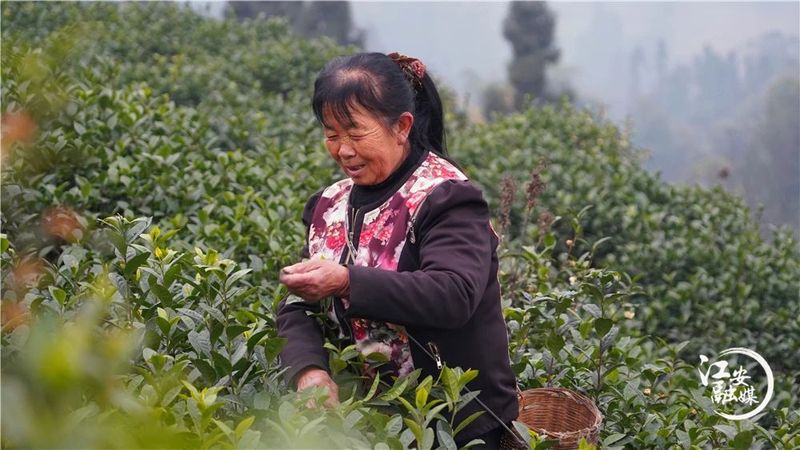 关于江安早茶俏 远销各地供不应求的消息(2)