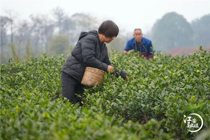 关于江安早茶俏 远销各地供不应求的消息(1)